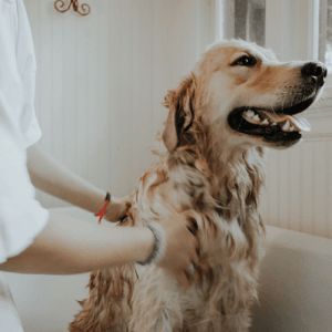 frecuencia lavar perro