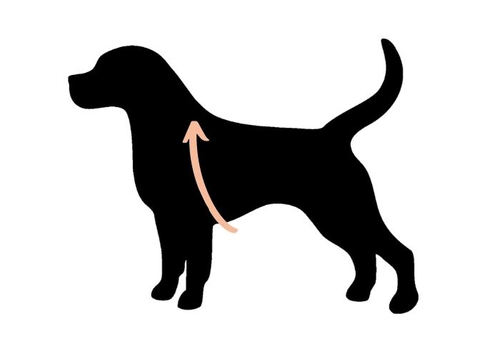 como medir el pecho de nuestro perro